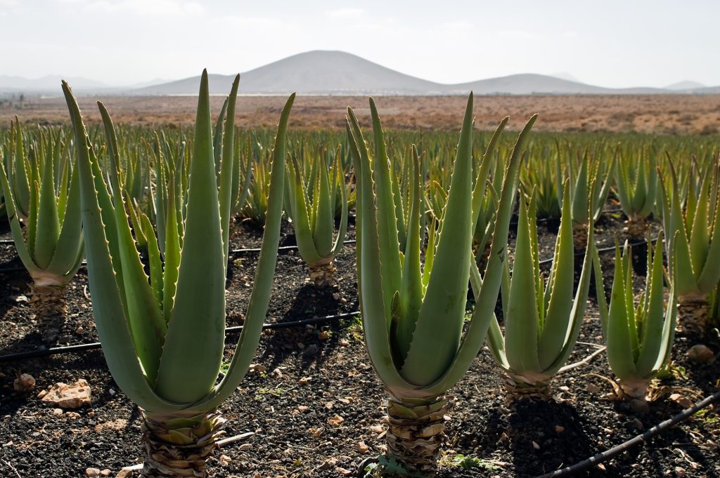 The Aloe Vera Farm Curaçao