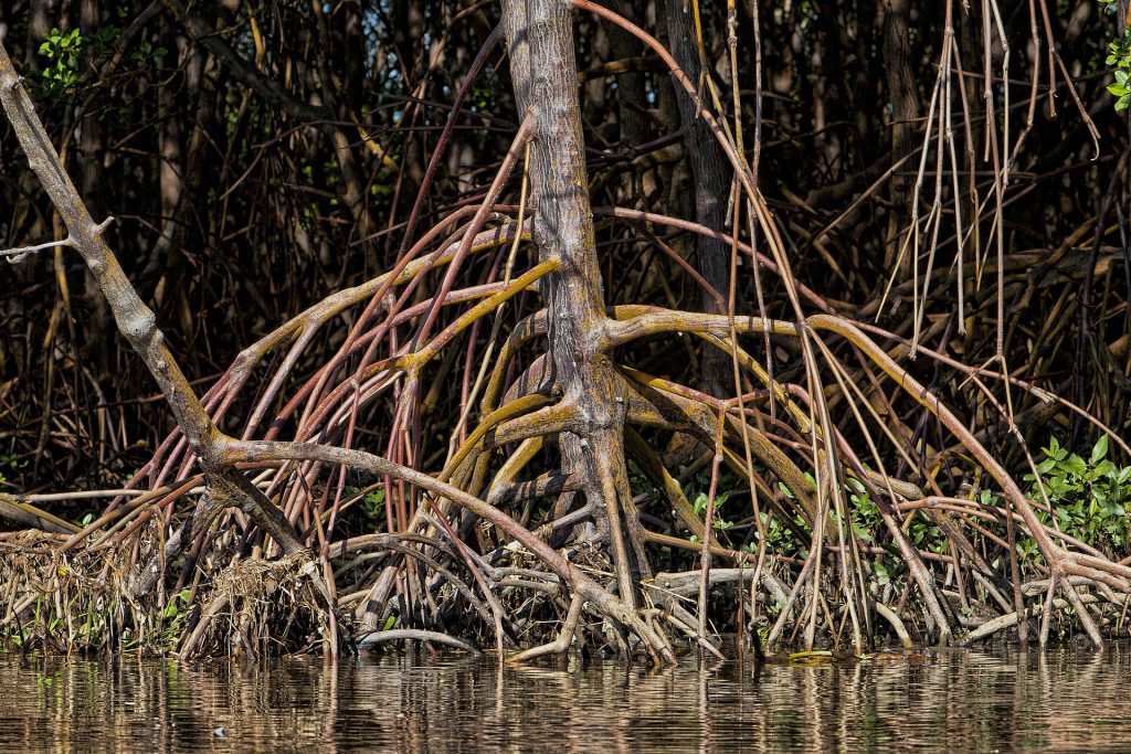Curaçao Rif Mangrove Park