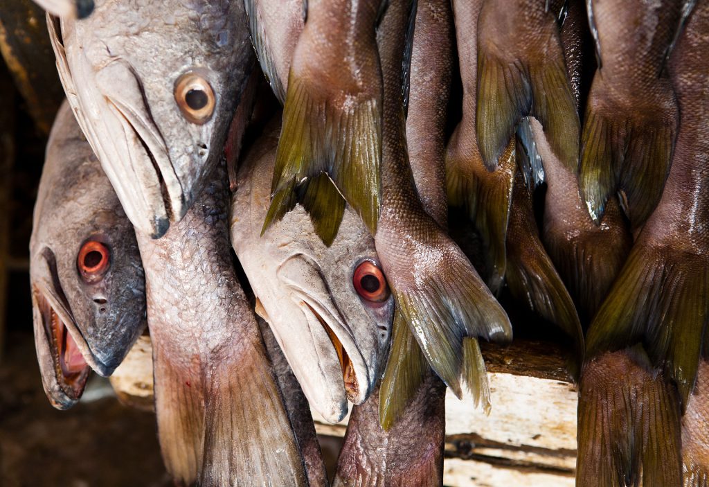 Fresh fish at the quay